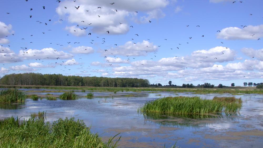 Wiedervernässtes und überstautes Moor im Peenetal (Mecklenburg-Vorpommern). | Foto: Dominik Zak / IGB