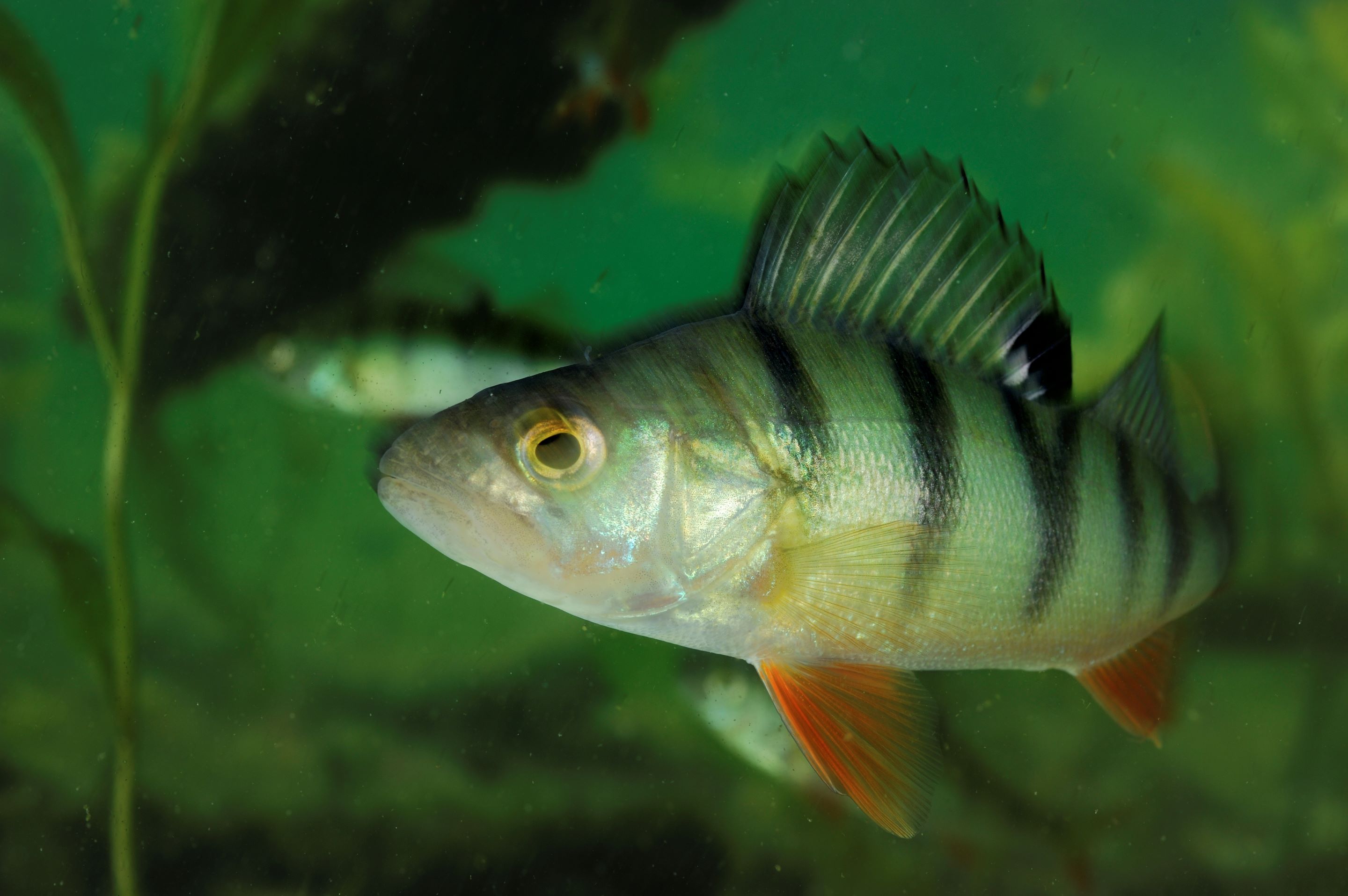 European perch