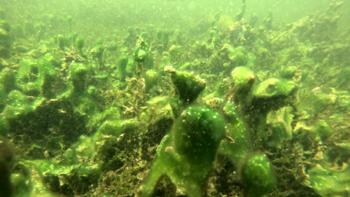 Grüne Schleimkugeln am Seegrund