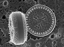 Cyclotella tripartita