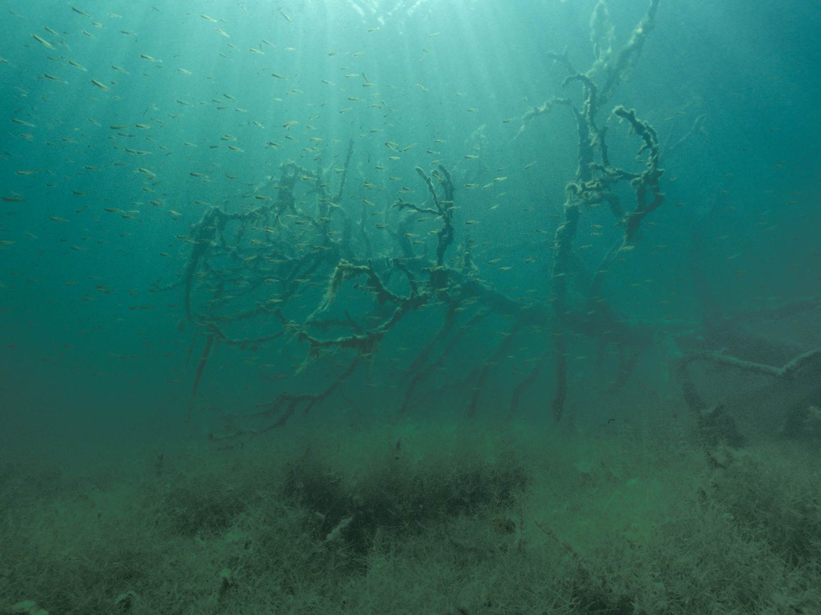 Fish shoal in Lake Stechlin