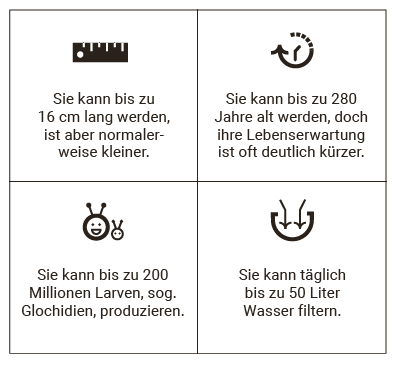 Flussperlenmuscheln fakten
