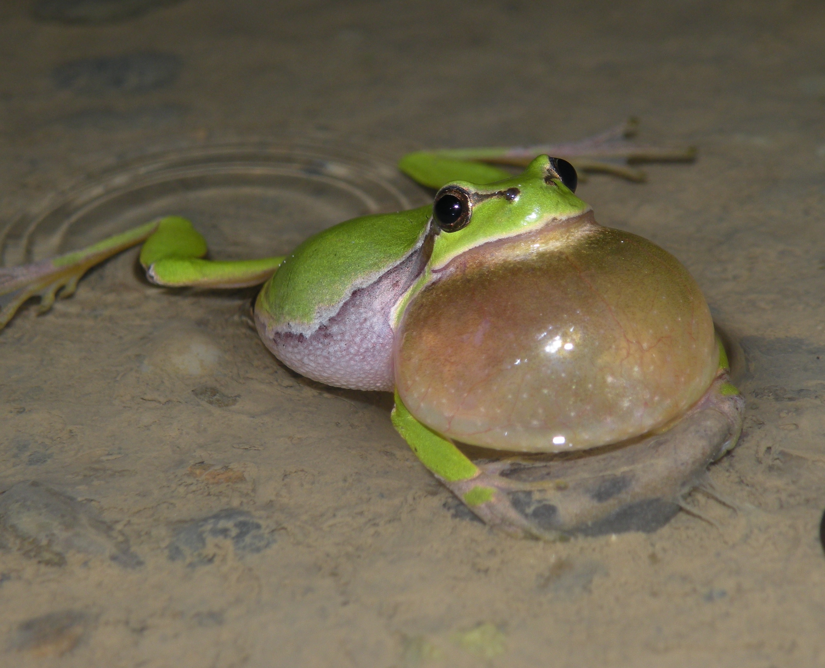 Auch Laubfrösche (Hyla arborea) sind hormonell aktiven Substanzen ausgesetzt. | Foto: Christophe Dufresnes