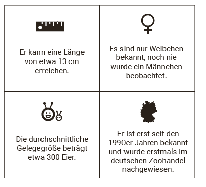 Marmorkrebs Fakten