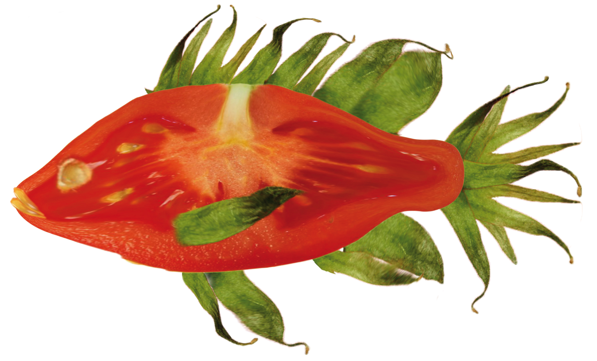 Logo Tomatenfisch (c) IGB