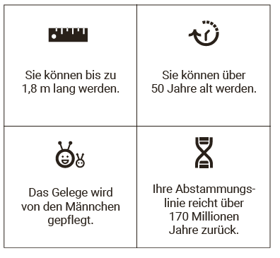 Chinesischer Riesensalamander Fakten
