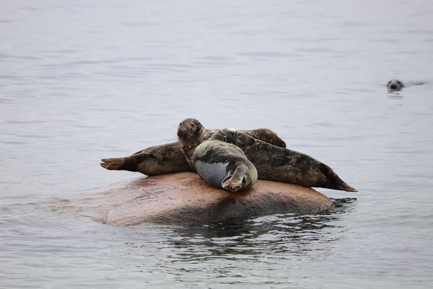Baltic grey seals