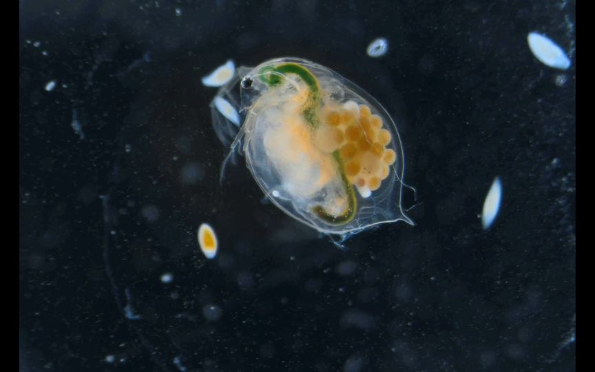 Wasserfloh unter dem Mikroskop