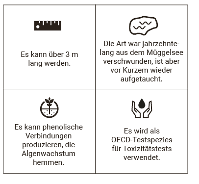 Ähriges Tausendblatt Fakten