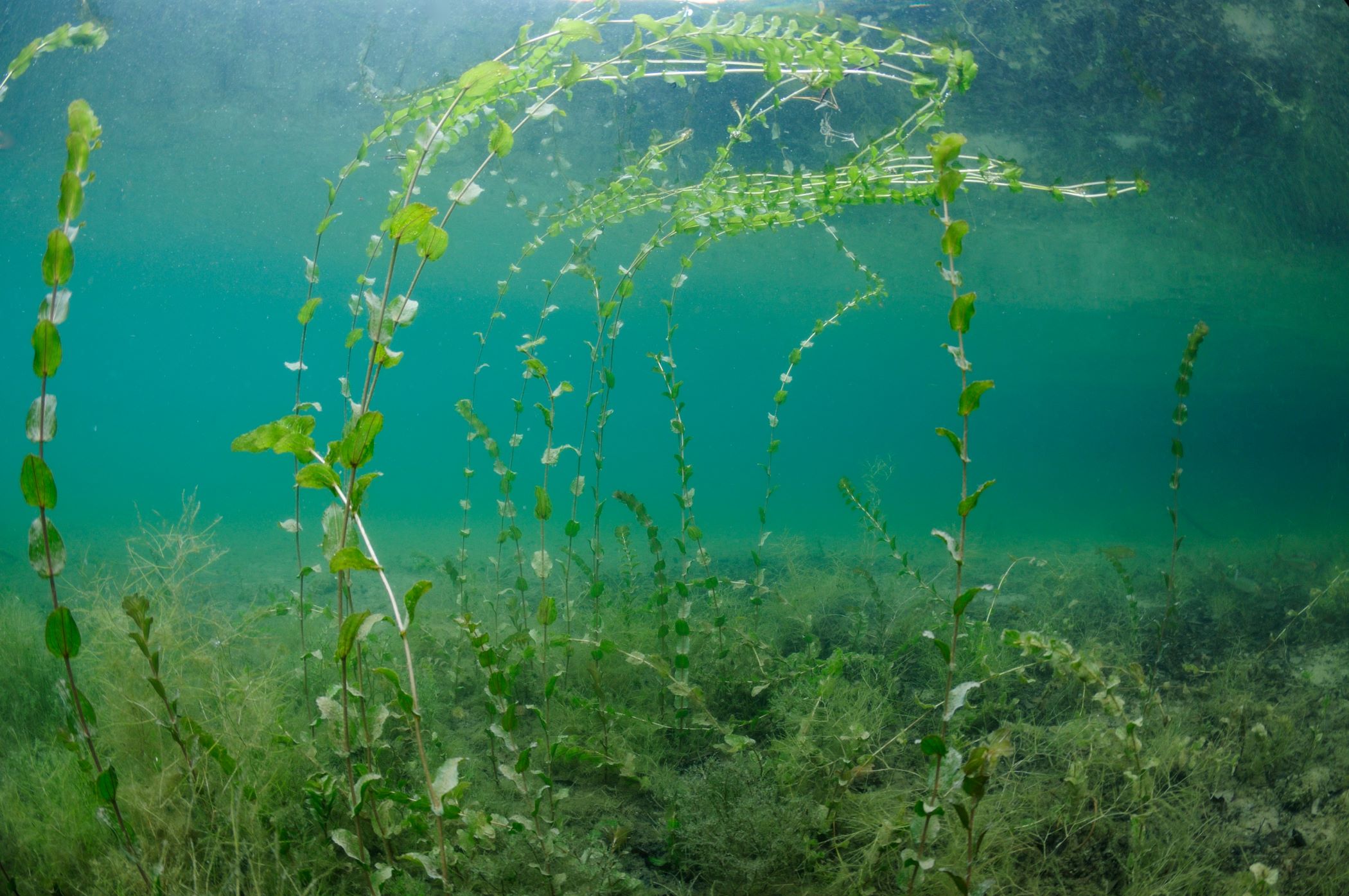 Water milfoil