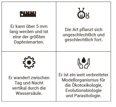 Großer Wasserfloh Fakten