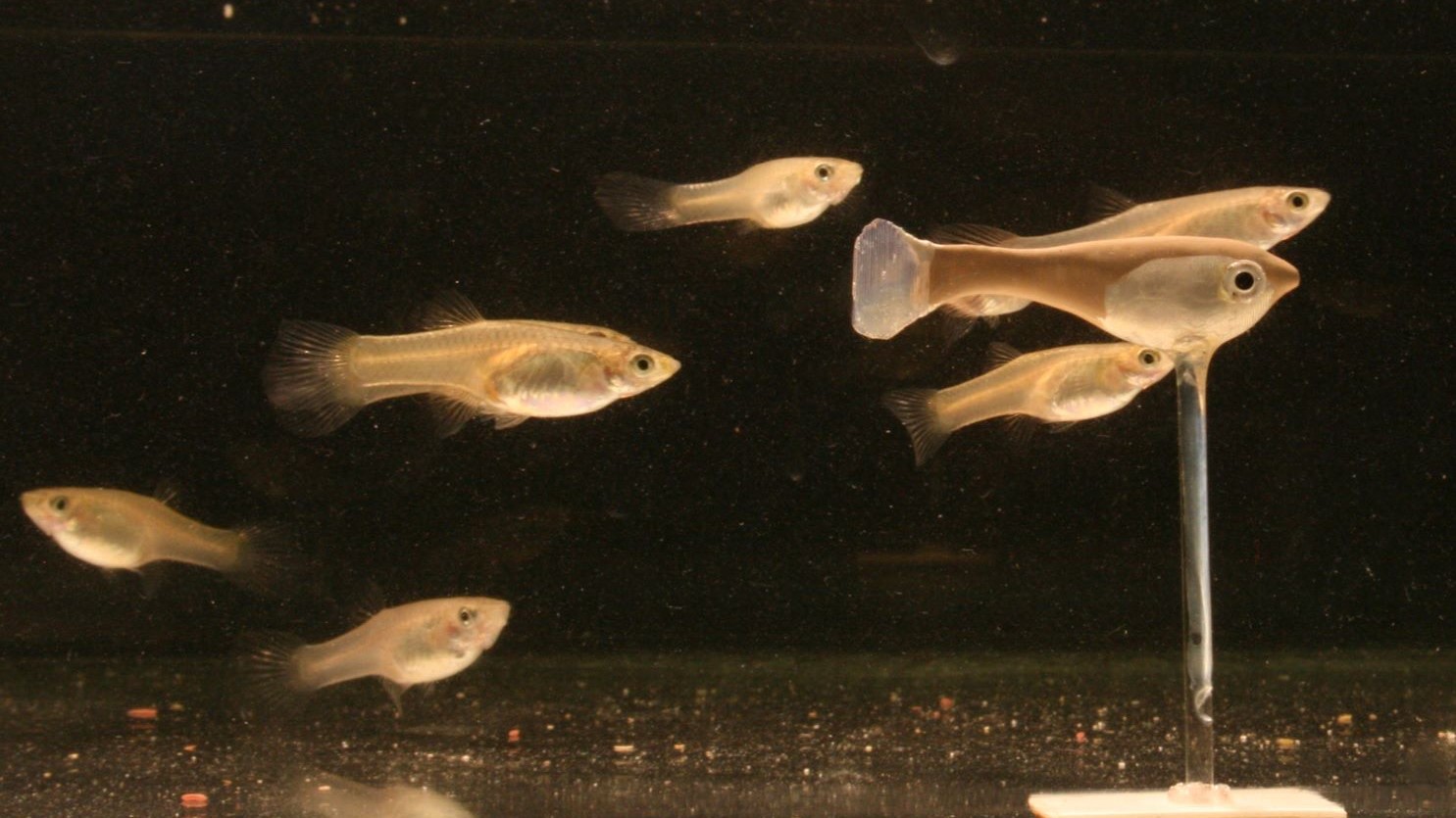 Robo-Fisch mit natürlichen Artgenossen