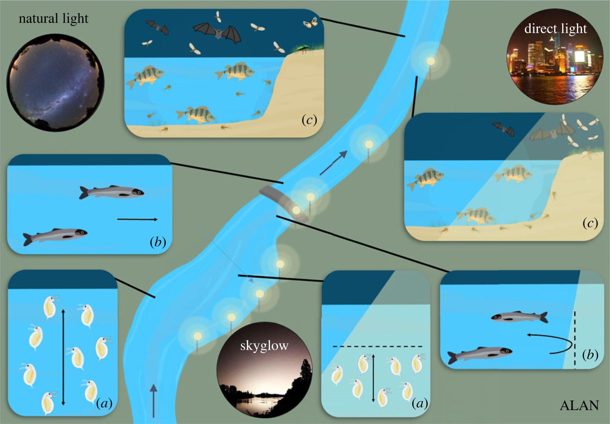 Grafische Darstellung