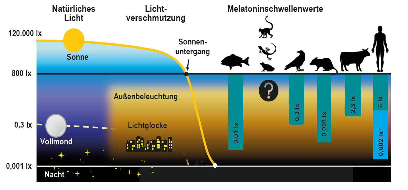 Mindestwerte f&uuml;r die Melatoninsynthese