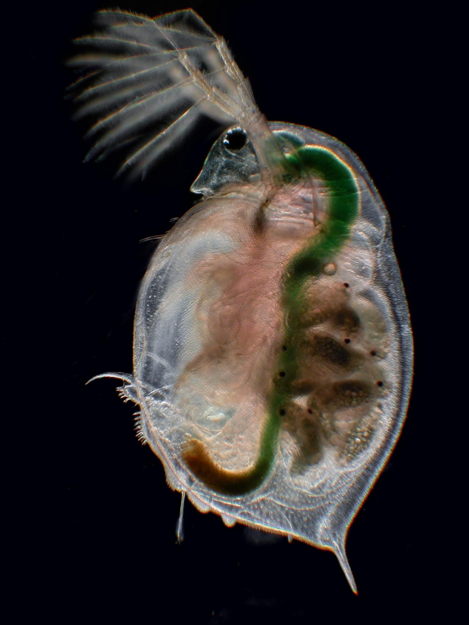 Wasserfloh