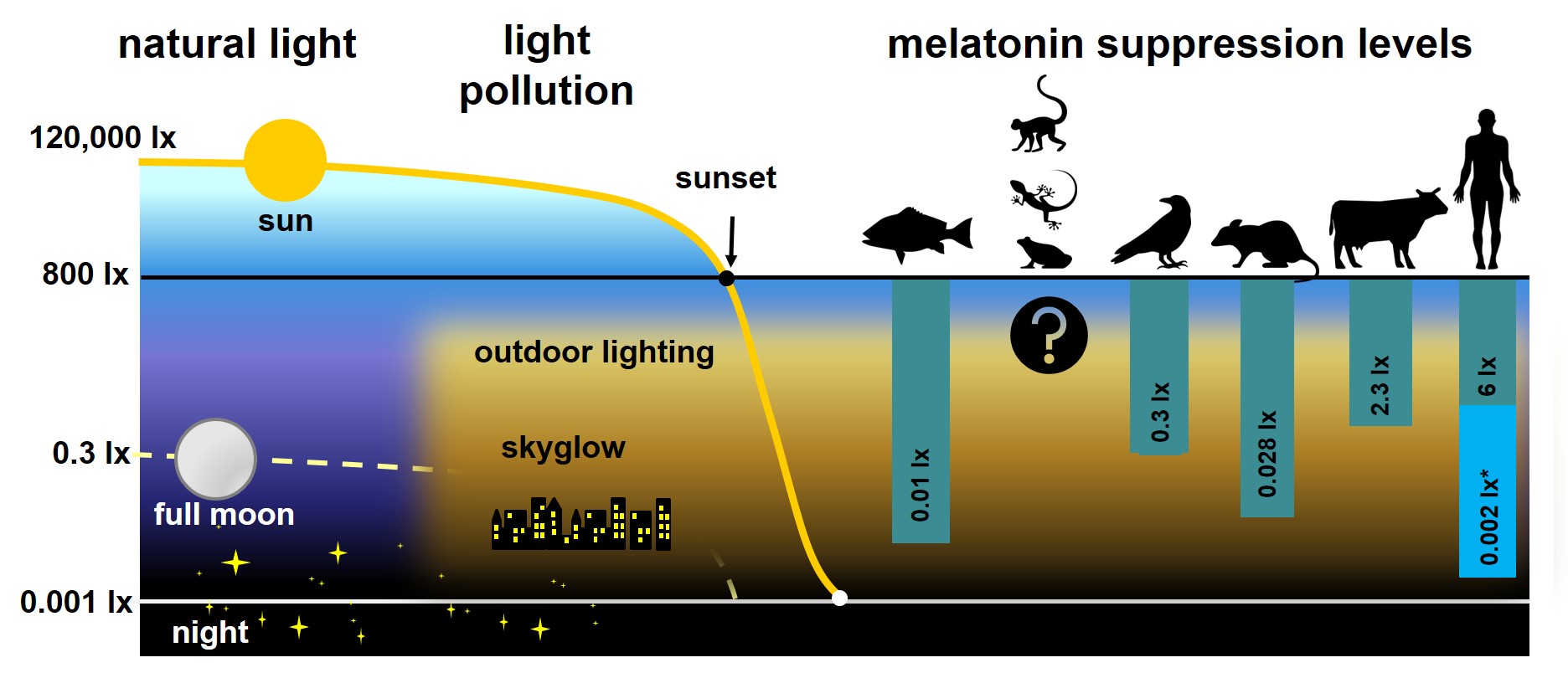 https://www.igb-berlin.de/sites/default/files/media-images/inline-images/PM_Melatonin_EN.jpg