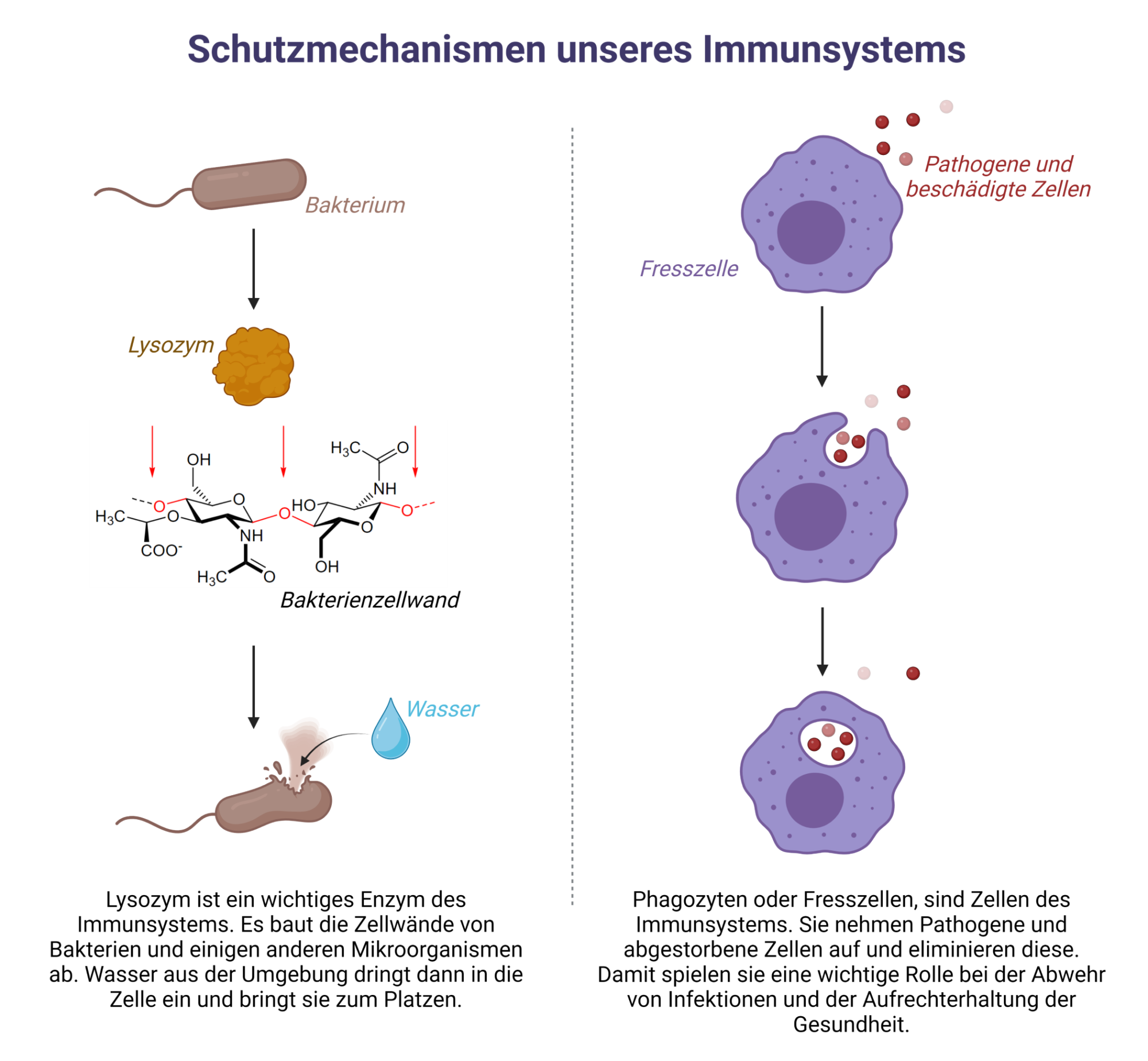 Schutzmechanismen unseres Immunsystems