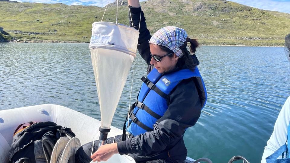 Athena collects Daphnia from Braya Sø