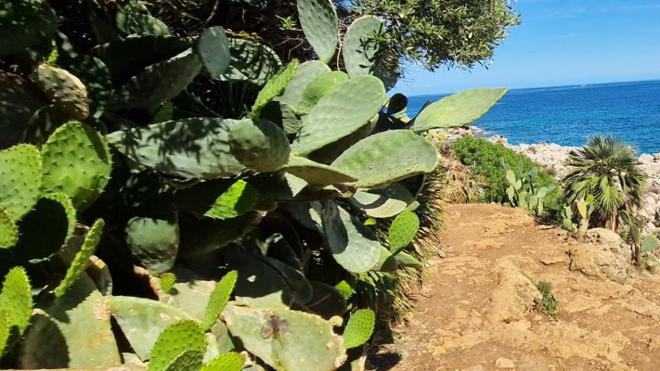 Feigenkaktus an einem beliebten Touristenstrand in Sizilien