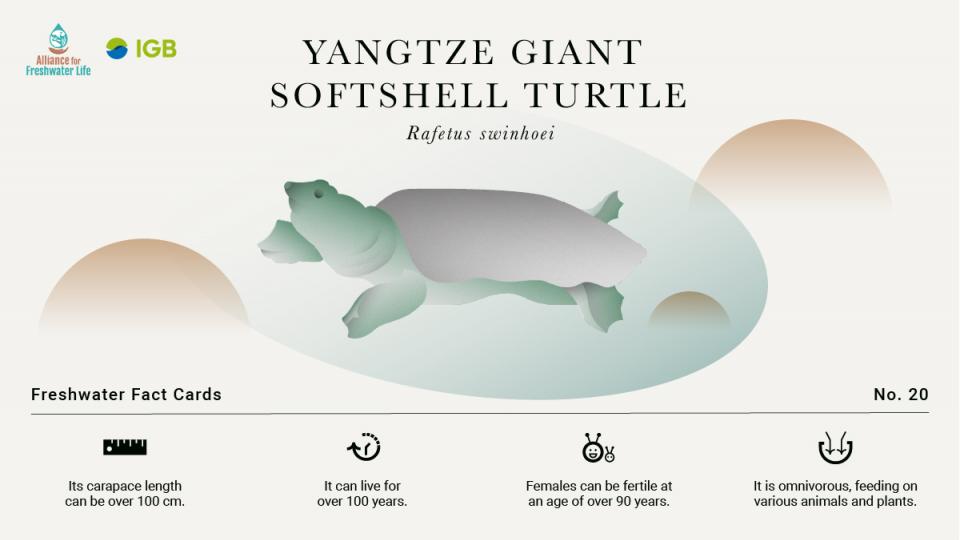 How many Yangtze giant softshell turtle are left?