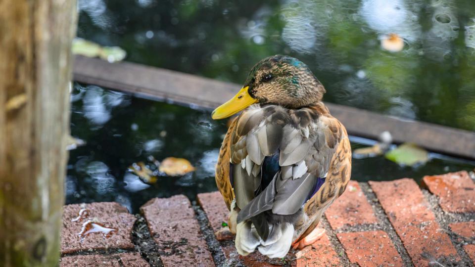 Ente am Schmiedeteich in Berlin-Rudow