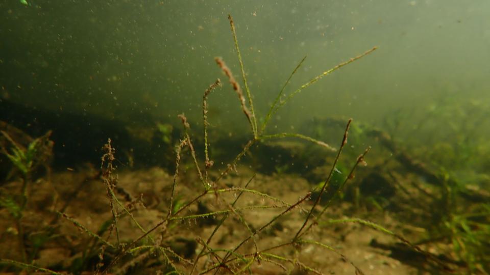 56+ Armleuchteralgen Im Teich, Die armleuchteralgen bevorzugen für