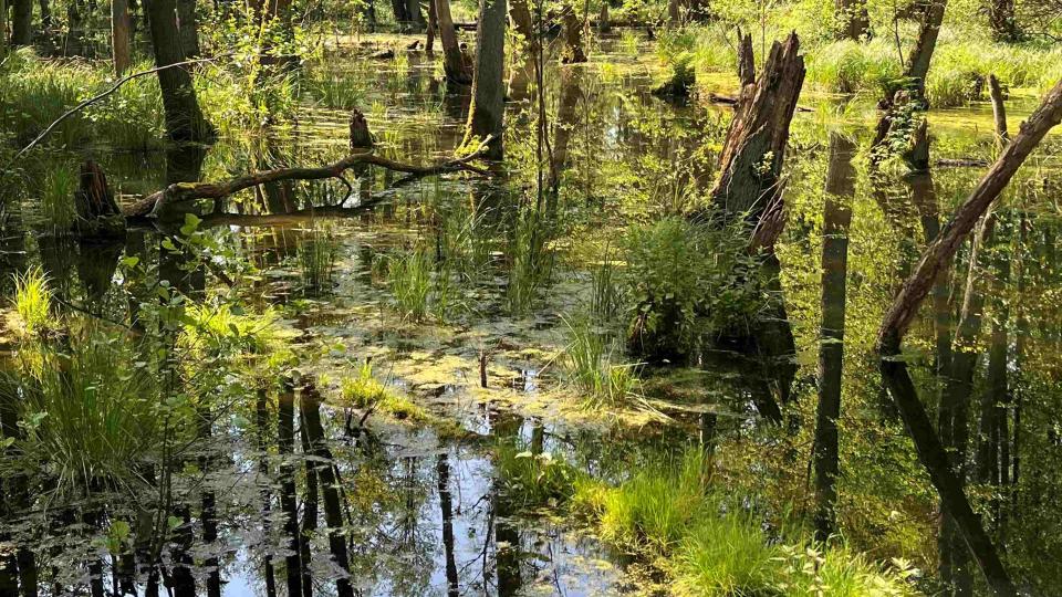 Beispielbild einer Moorlandschaft