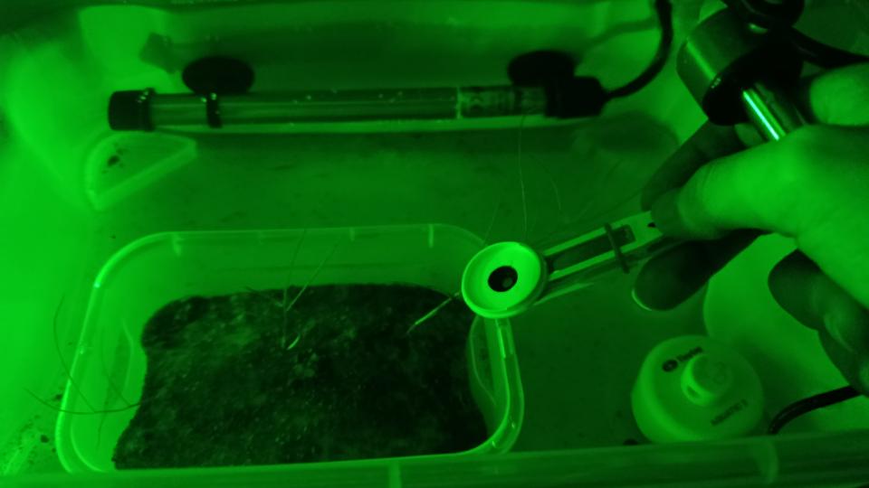 Figure 3: Measurement of photosynthesis efficiency of Stuckenia pectinata (Mahdjoub, 2025), Plants in an expiremental heated aquaria on which a chlorophyll fluorescence measurement is performed.