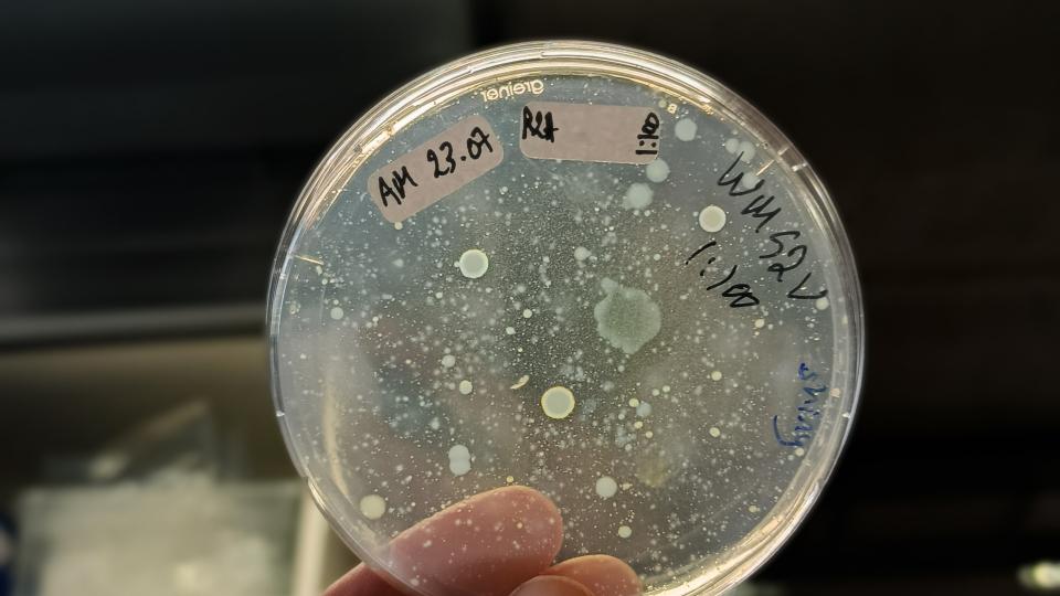 Figure 2: Microbial colonies cultured from Stuckenia pectinata's tissue (Mahdjoub, 2025), ALT: Petridish with growing microbial colonies of different shapes and sizes.