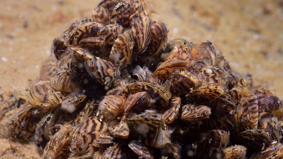 Viele Zebramuscheln