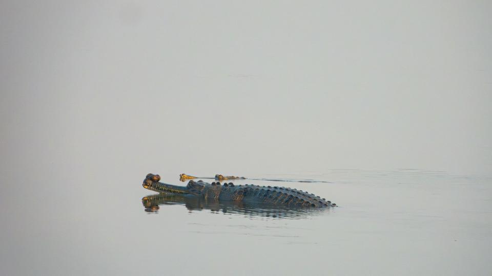 Photo of adult male and female gharial.