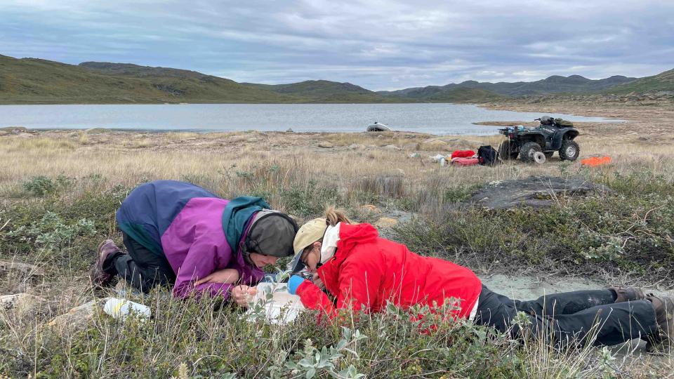 Picking live Daphnia