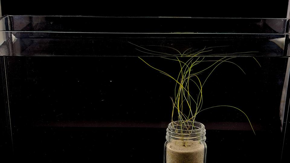 Figure 1: Stuckenia pectinata grown in a beaker at IGB (Mahdjoub, 2025) ALT: Stuckenia pectinata in a single beaker in an aquarium with a black background 