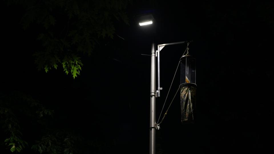 Insektenfreundliche Straßenbeleuchtung