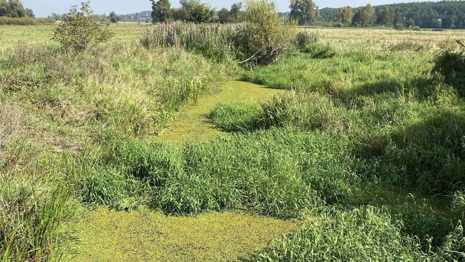 example image of wetlands