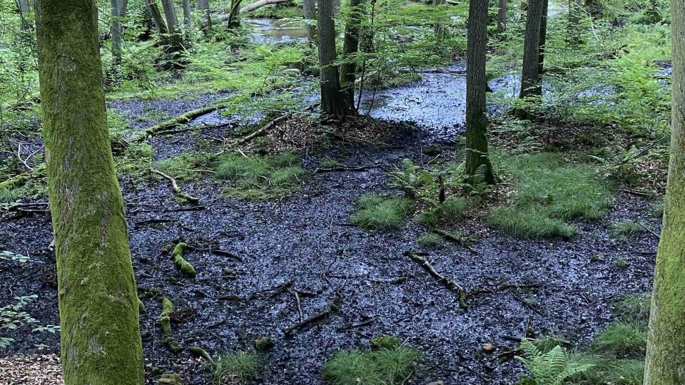 Beispielbild einer Moorlandschaft