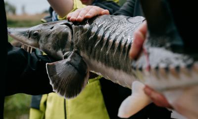 Sch&uuml;ler halten ein Jungtier des Baltischen St&ouml;rs in den H&auml;nden, bevor es ausgewildert wird.