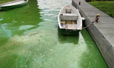Das Bild zeigt eine intensive Algenbl&uuml;te im Berliner M&uuml;ggelsee