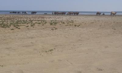 Shorelina of the Aral Sea