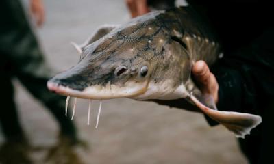 A sturgeon in the hand of a researcher. 