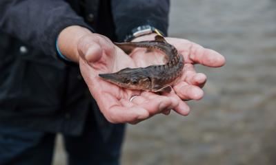 A young European sturgeon is held in two hands.