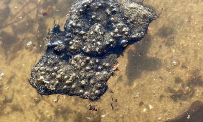 Pflanzen-assoziierte Cyanobakterien im Wasser