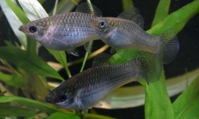 Drei identisch aussehende Fische in einem Aquarium.