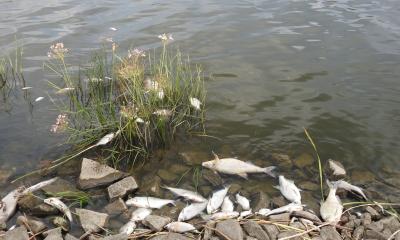 Dead fish on the banks of the Oder