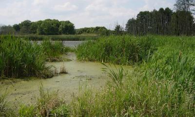 Shallow water area in a floodplain.