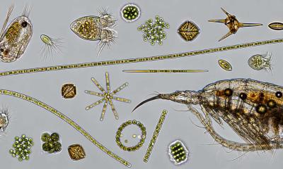 Different small aquatic organisms under the microscope.