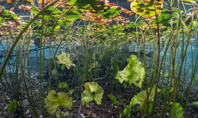 Young pike is hiding between macrophytes