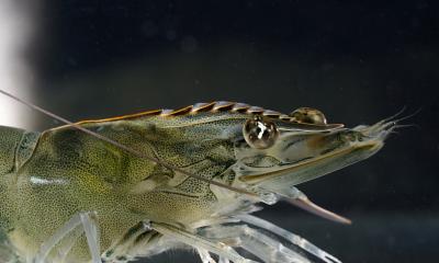 The picture shows a whiteleg shrimp