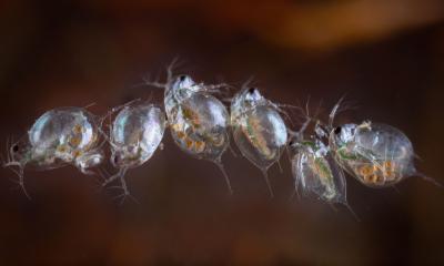 6 aneinander gereihte Wasserflöhe unter dem Mikroskop