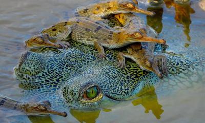 Foto of adult femal gharial with hatchlings.